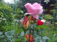 Le rose del mio giardino.