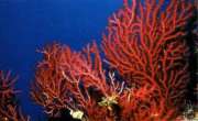 corallorosso.jpg