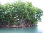 Mangrovia - immagine del web