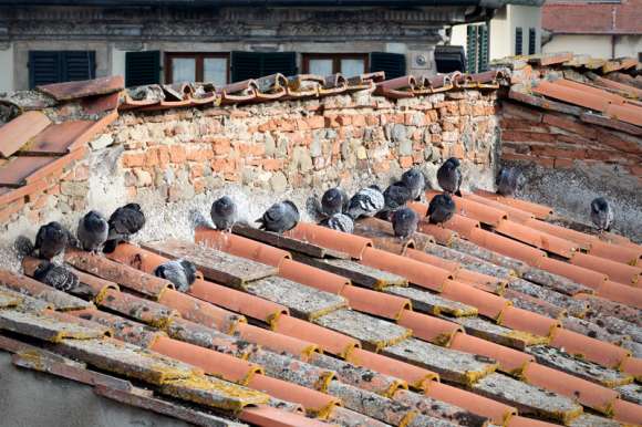 Piccioni infreddoliti sul tetto- foto Figline wordpress